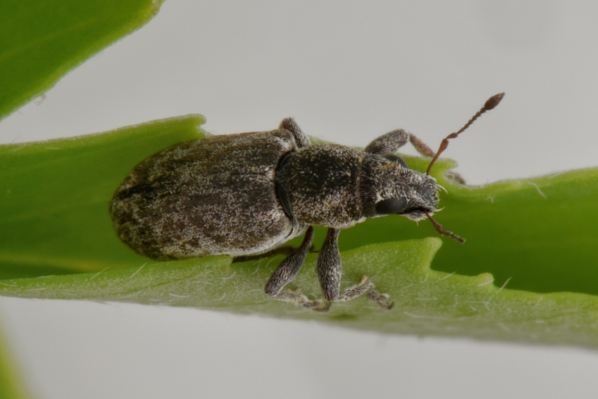 Curculionidae: Sitona cylindricollis? No, Sitona tenuis